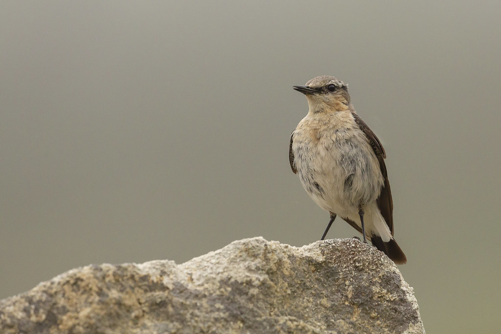 A Northern Juvenile Wheatear perches on a rock.