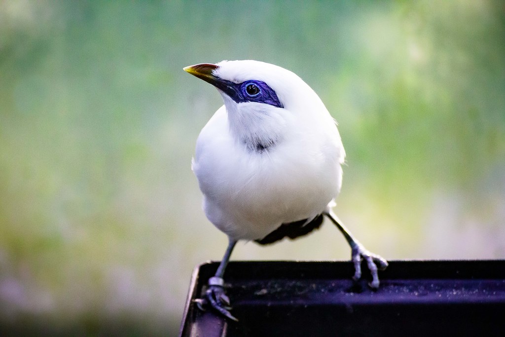 A Bali myna with white plumage and blue eye patches perches on a dark surface against a blurred green background.