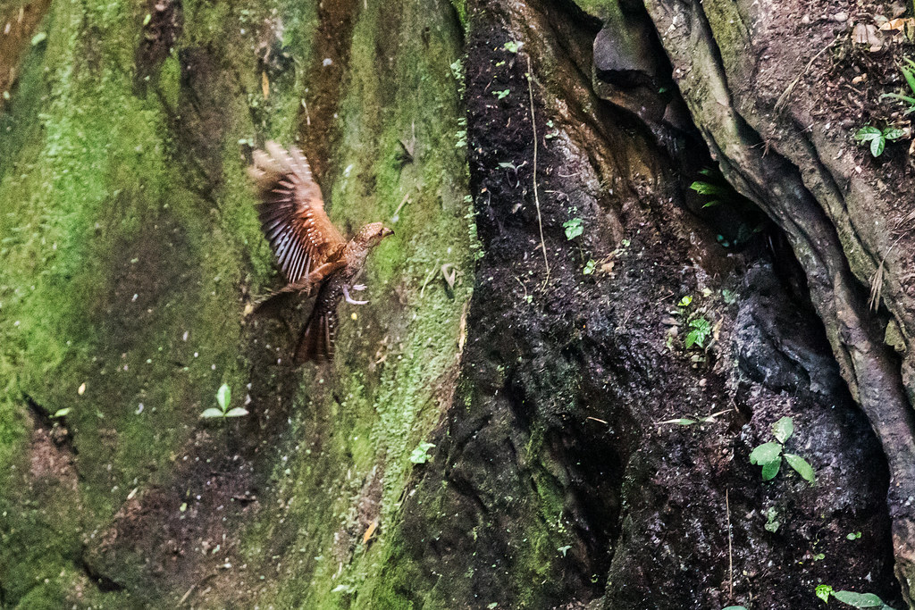 An oilbird with brown and white spotted plumage is captured mid-flight near a mossy rock face.