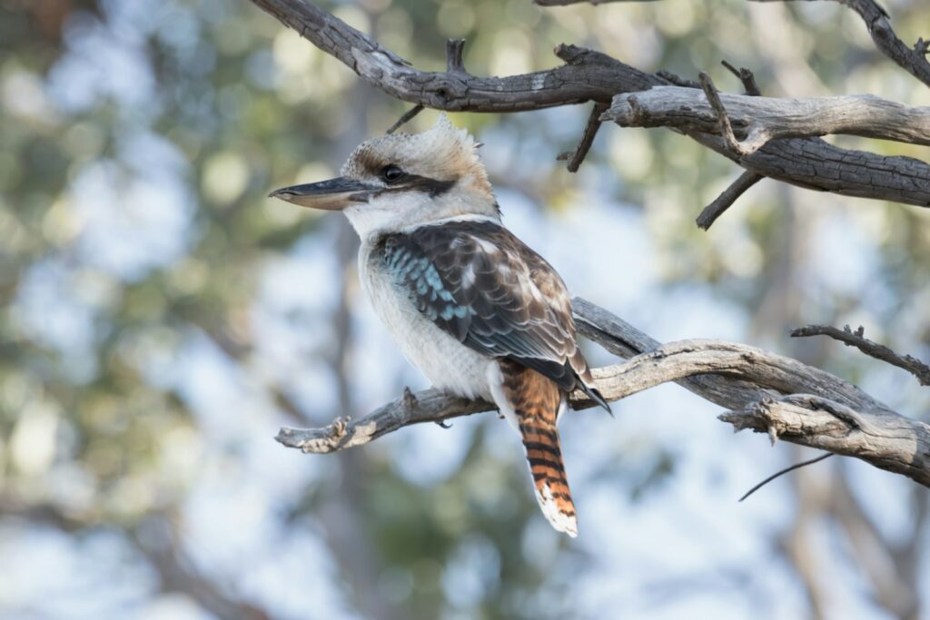 A kookaburra with mottled brown, white, and blue feathers perches on a branch.