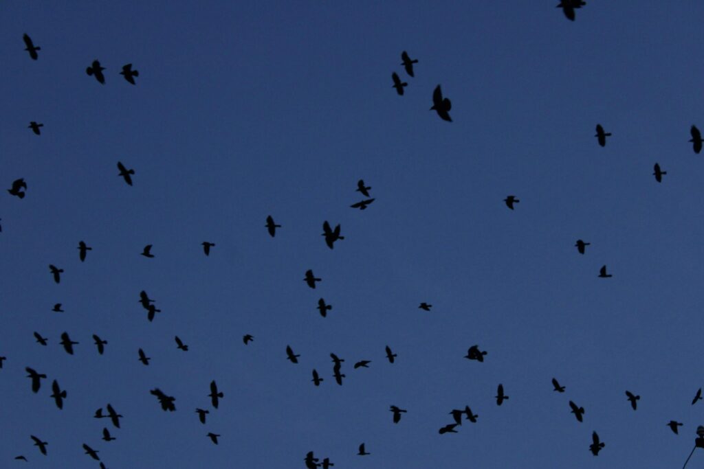 Large flock of birds silhouetted against a dark blue sky.