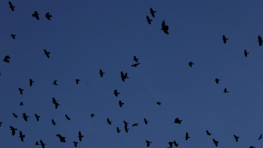 Large flock of birds silhouetted against a dark blue sky.