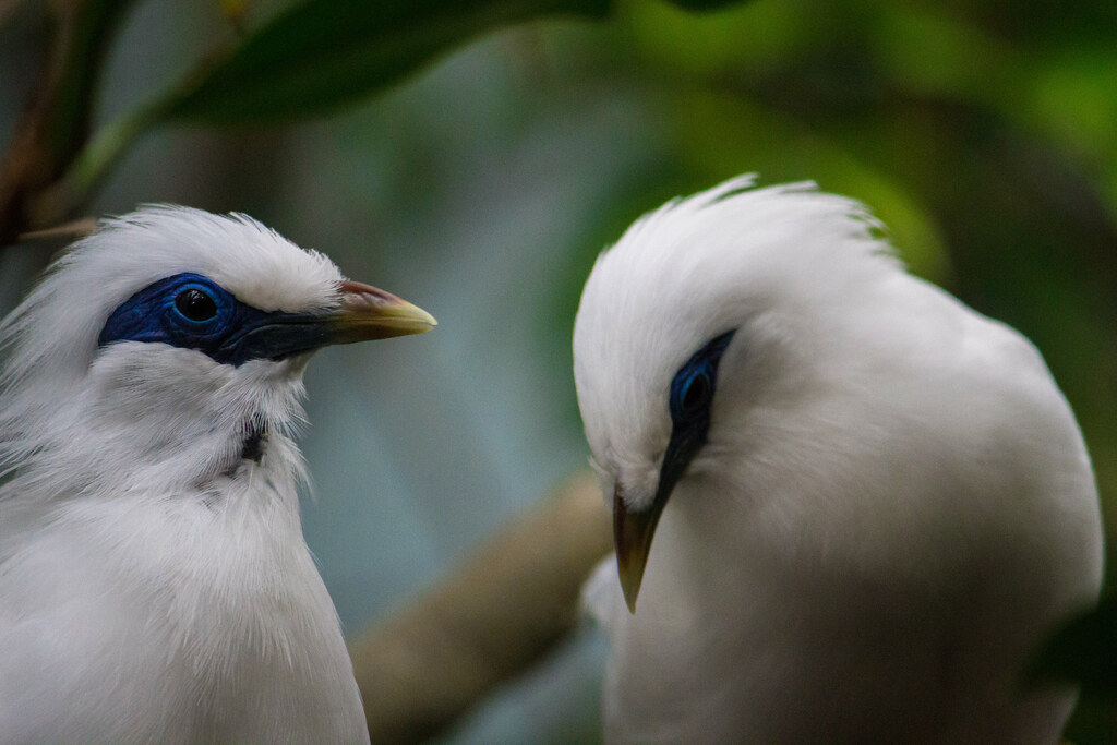 Two Bali mynas with white plumage, striking blue eye patches, and yellow-tipped beaks are seen in close-up.