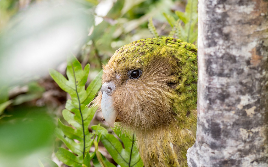 A kākāpō with green and yellow-brown feathers peeks out from behind a tree trunk and ferns.
