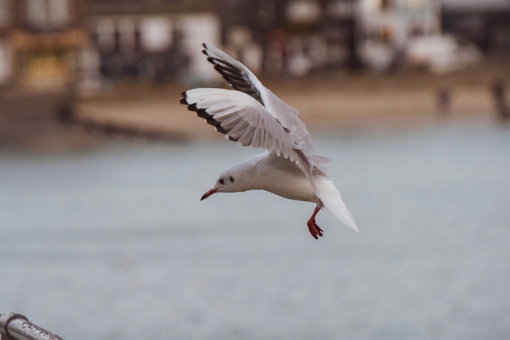 A Black-headed Gull descends with wings spread.