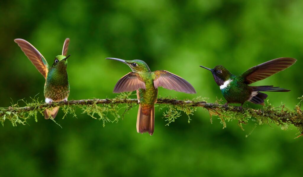 A group of birds sitting on top of a tree branch.