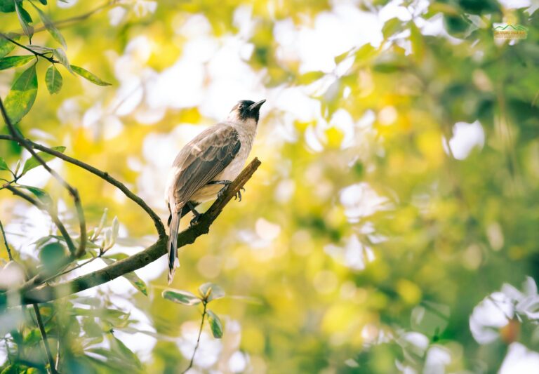 Bird with a dark head perched on a tree branch.