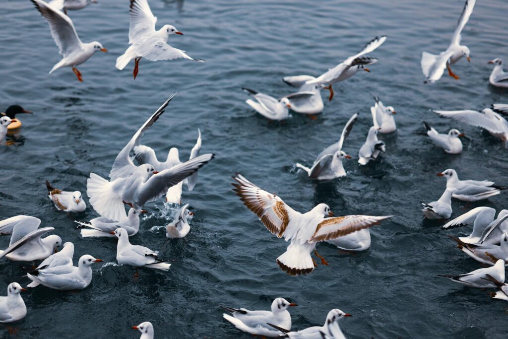Dynamic flock of seagulls soaring and landing on ocean water, showcasing natural bird behavior.