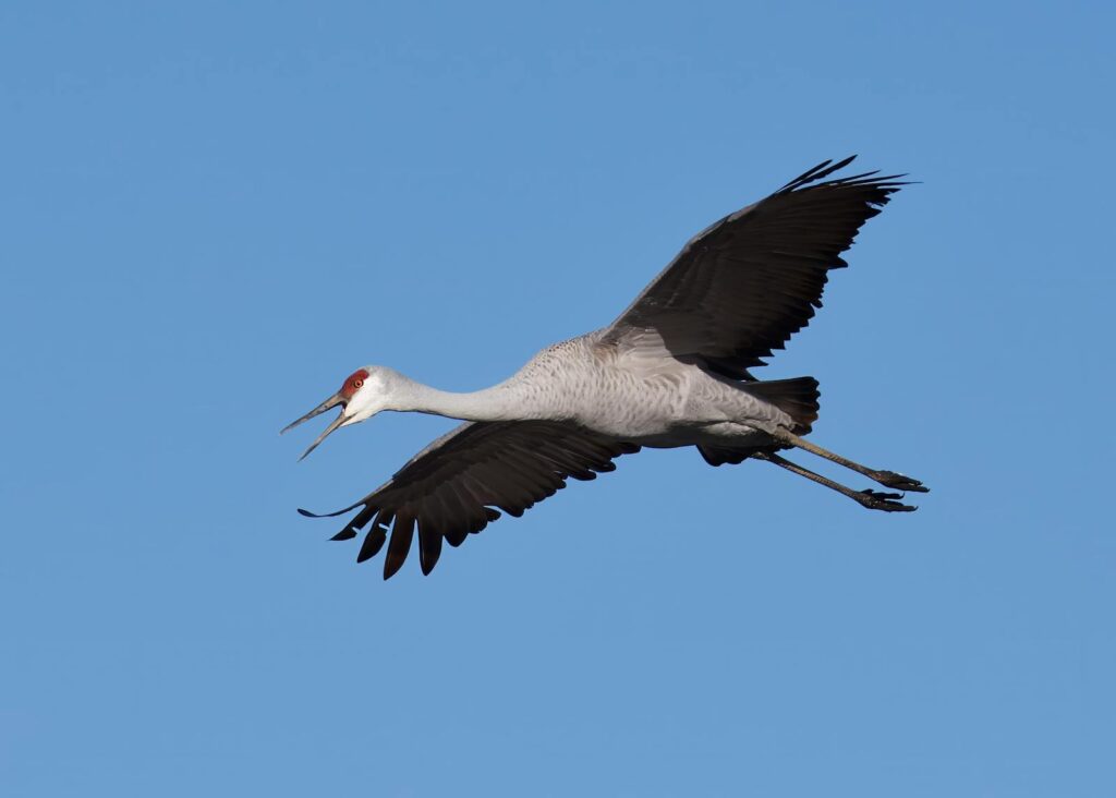 A majestic sandhill crane (Antigone canadensis) flies in the clear blue sky.
