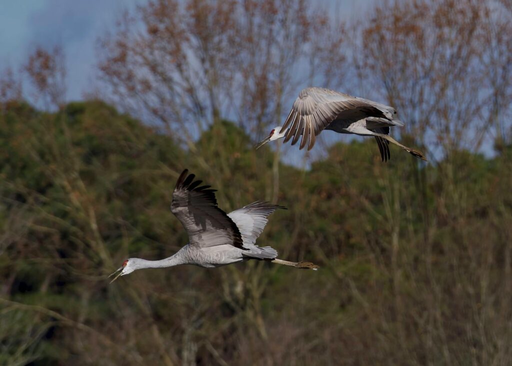 Two sandhill cranes with grey plumage and red foreheads are in flight.