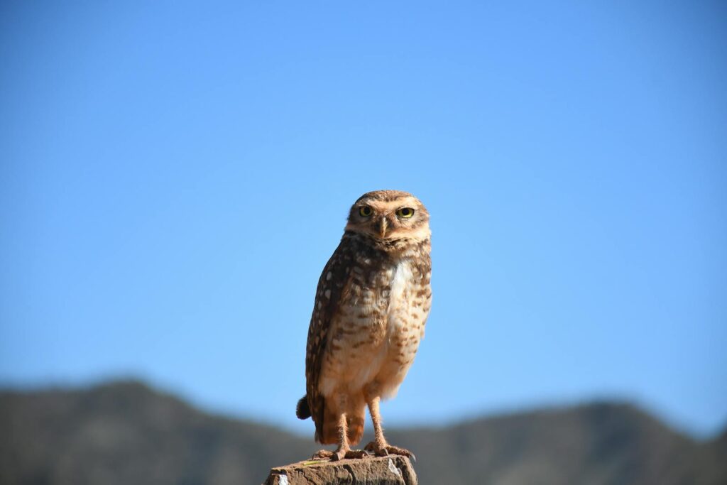 Captivating image of a burrowing owl perched in the Brazilian cerrado under a clear blue sky.