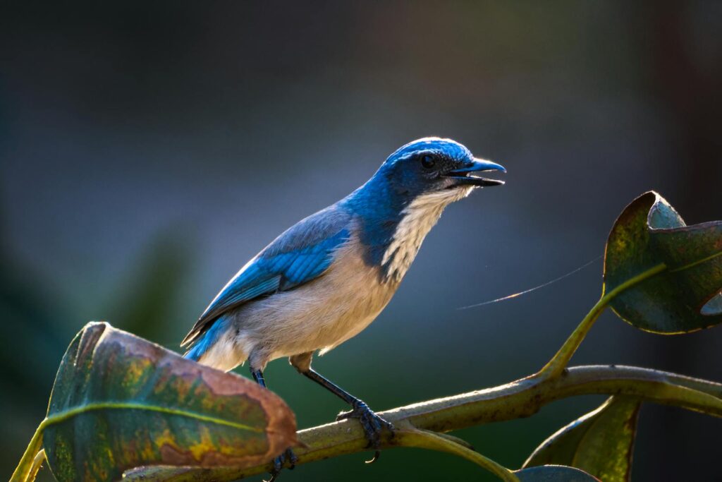 A blue jay perched on a leafy branch against a blurred background.