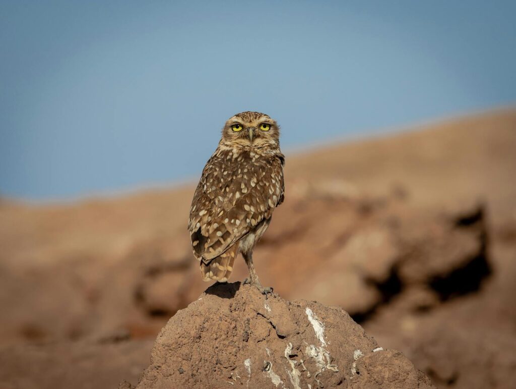 Burrowing owl perched on rock in the arid landscape with clear blue sky.