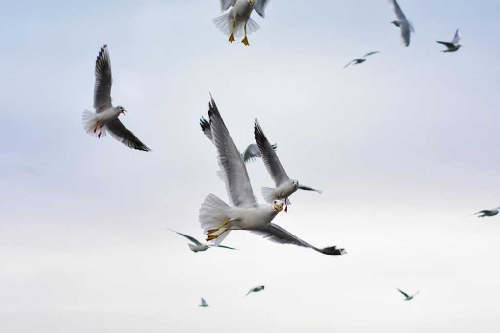 A group of seagulls gracefully flying against a clear, open sky.