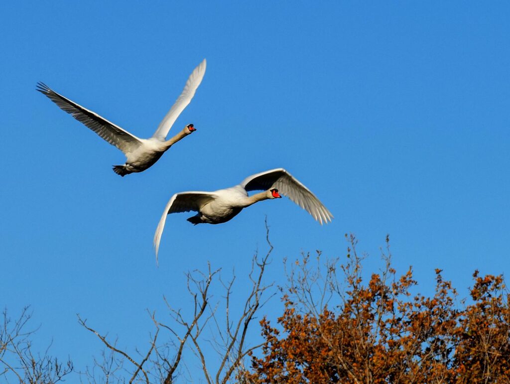 Two swans soaring gracefully over autumn trees against a bright blue sky.