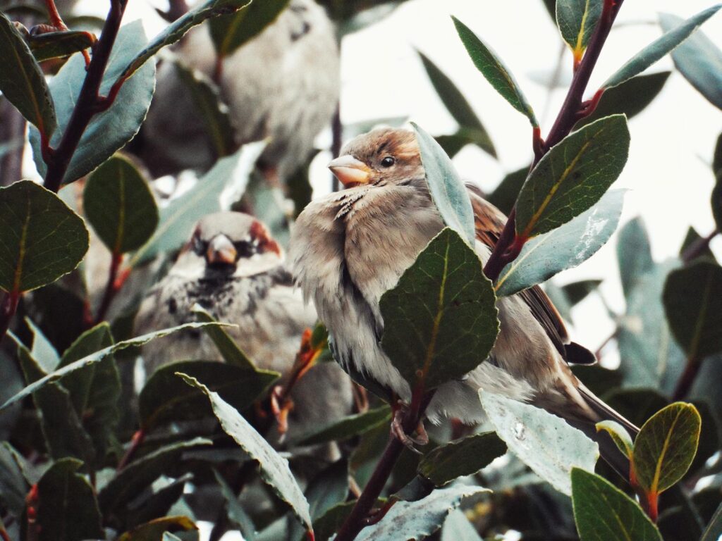 Charming sparrows nestled among vibrant leaves, perfect for nature and wildlife themes.