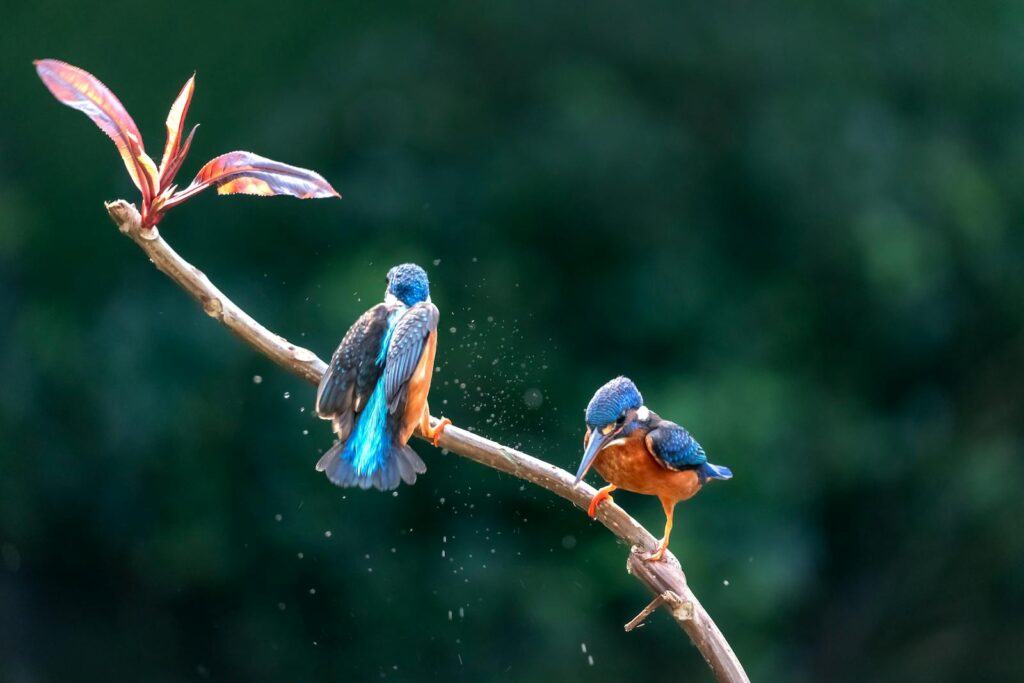 Two common kingfishers are perched on a slender branch.
