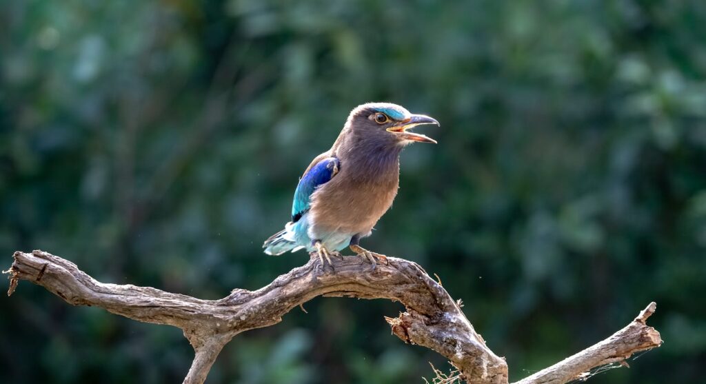 Vibrant Indian Roller bird perched on a branch, calling out in a natural setting.