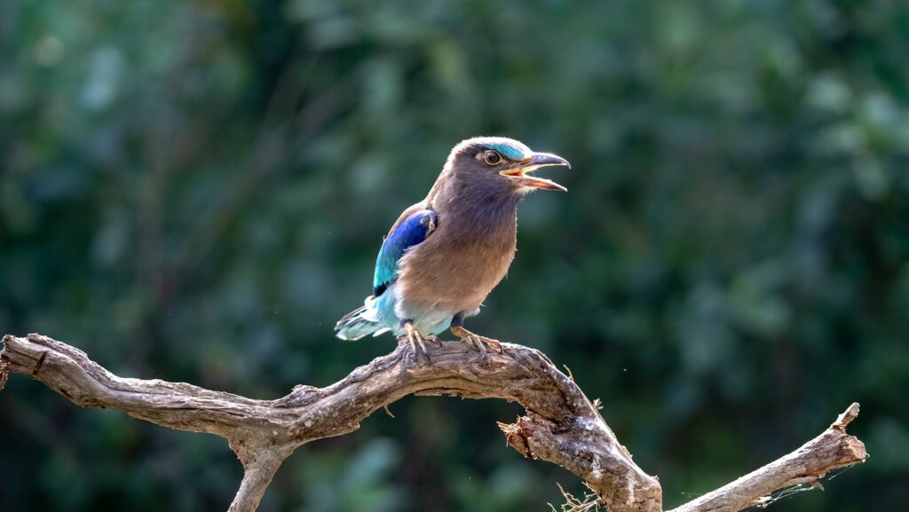Vibrant Indian Roller bird perched on a branch, calling out in a natural setting.