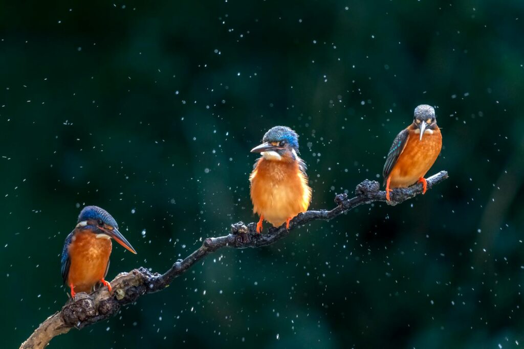 Three vibrant kingfishers sitting on a branch with water droplets creating a dynamic scene.