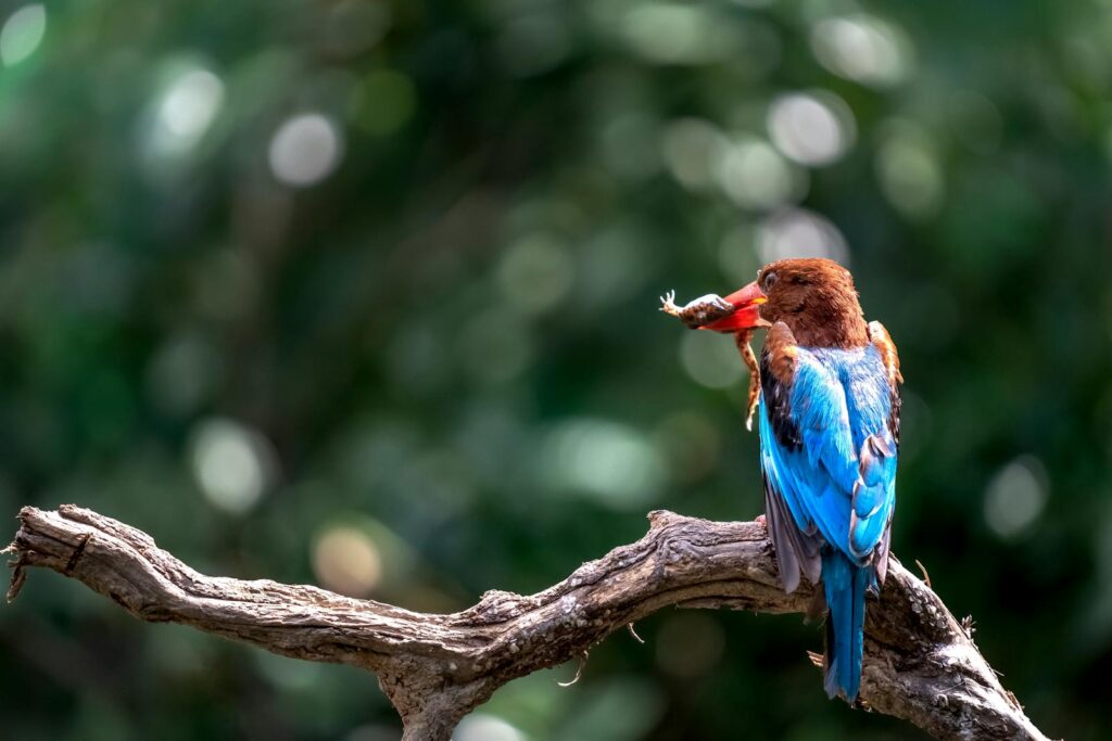 A vibrant kingfisher holding prey on a branch against a blurred green background.