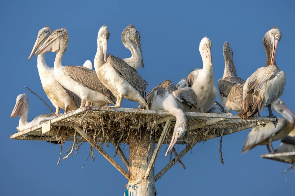 Several Spot-billed pelicans with their young chicks are gathered on a platform nest.
