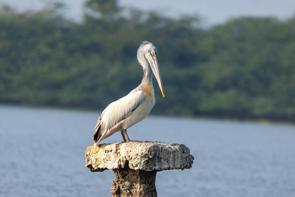 A Spot-billed pelican stands on a weathered post near the water.