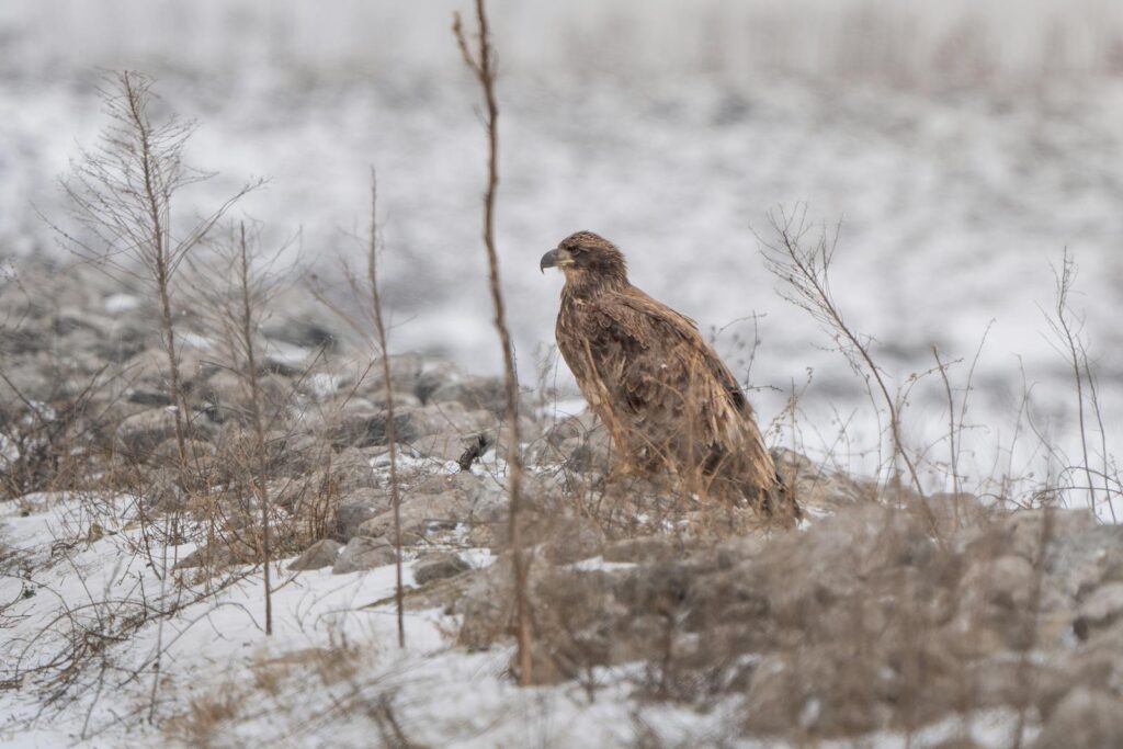 A majestic golden eagle perched in a snowy landscape in Michigan, winter scene.