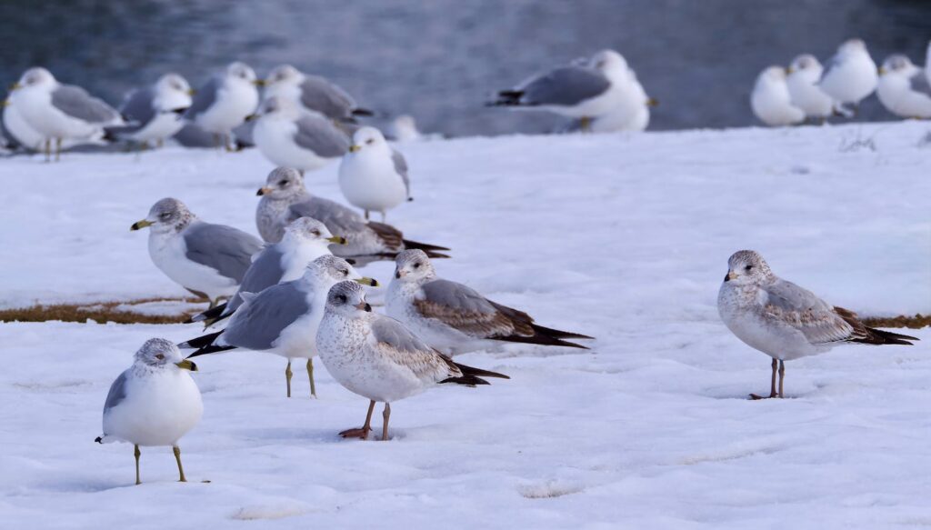 A flock of seagulls gathered on a snowy shoreline by the water.