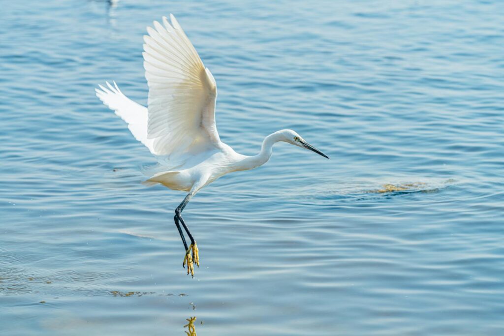 A Snowy Egret elegantly glides over the shimmering blue water, wings fully extended.