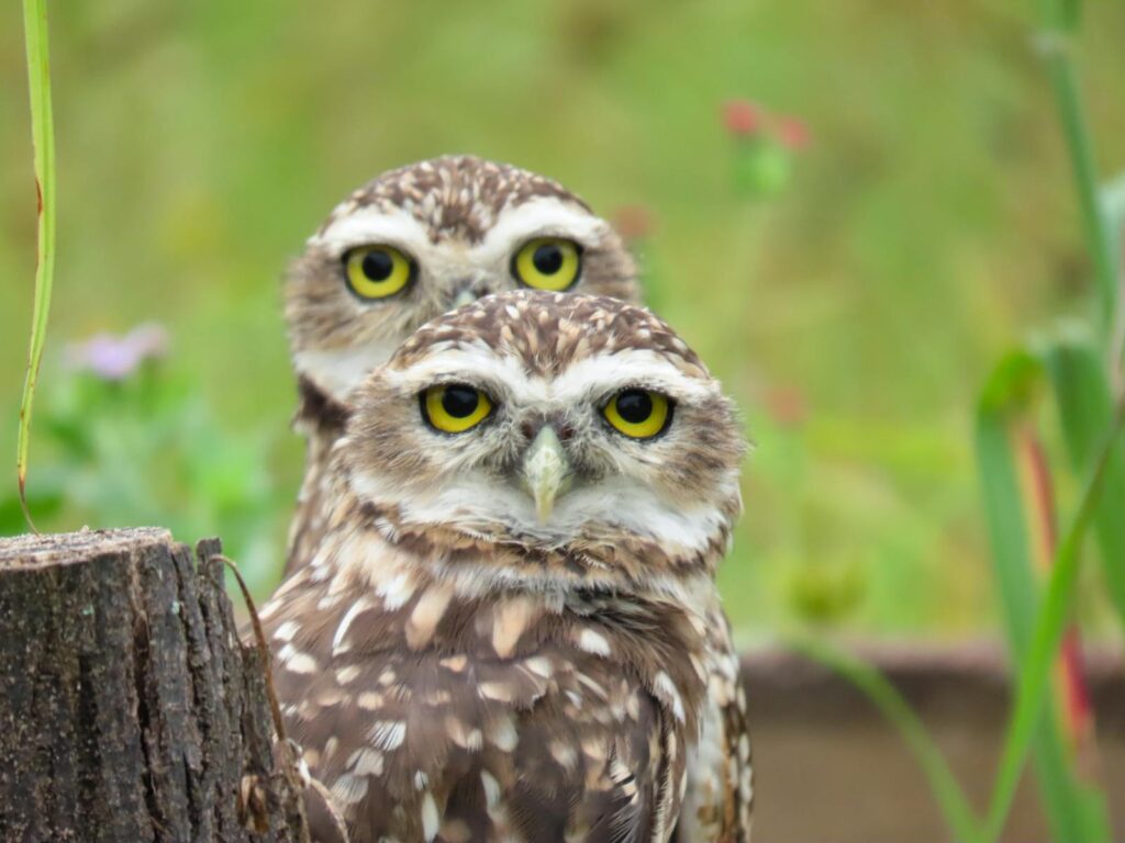 Two burrowing owls with brown and white speckled plumage and bright yellow eyes are close together.