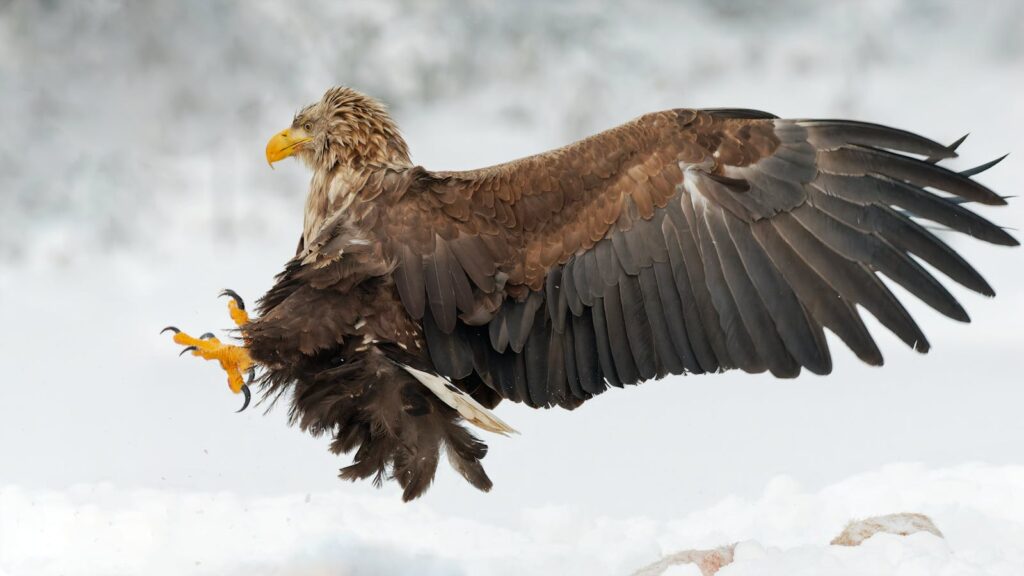 A stunning close-up of a majestic eagle flying over a snowy landscape, wings fully spread.