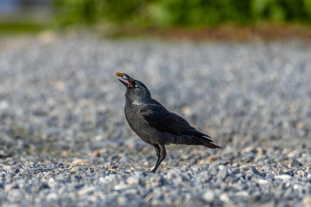 A jackdaw with food on a gravel path in İzmir, Türkiye.