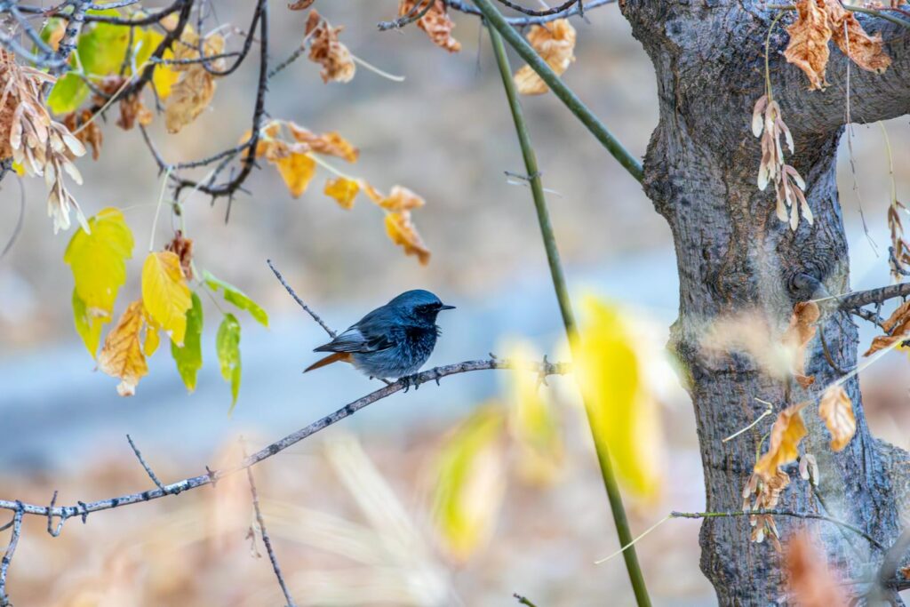 A Black Redstart bird resting on a branch surrounded by autumn leaves.