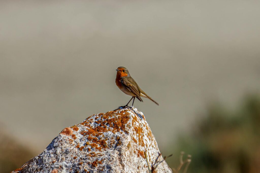 A European Robin perches on a lichen-covered rock, showcasing vibrant plumage.