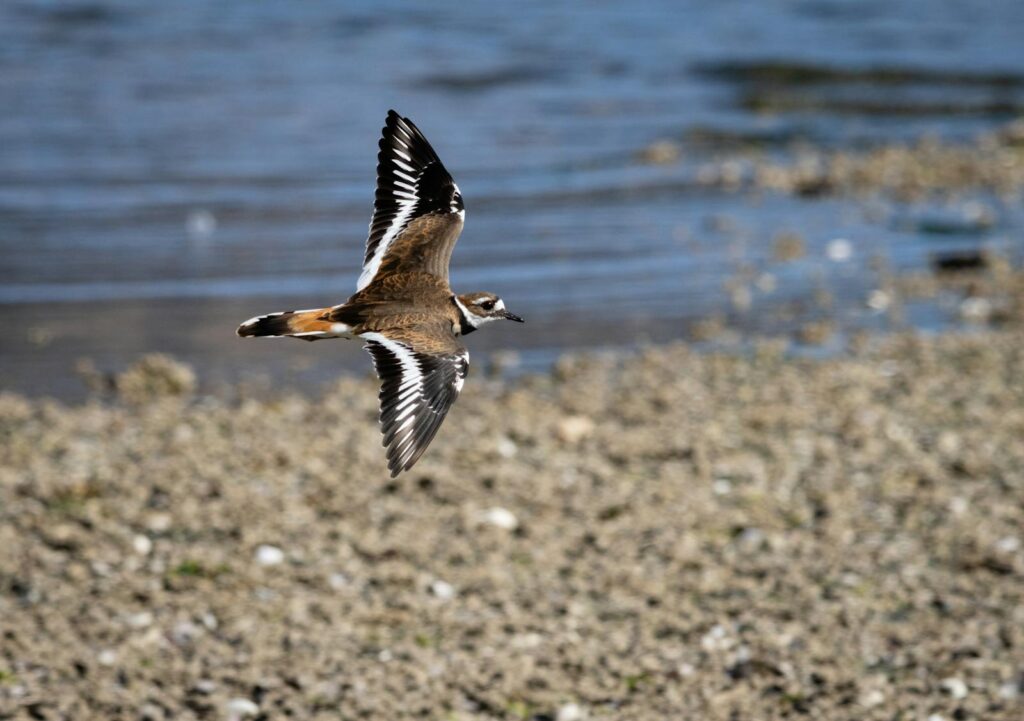 A Killdeer bird soars gracefully over rocky coastal terrain.