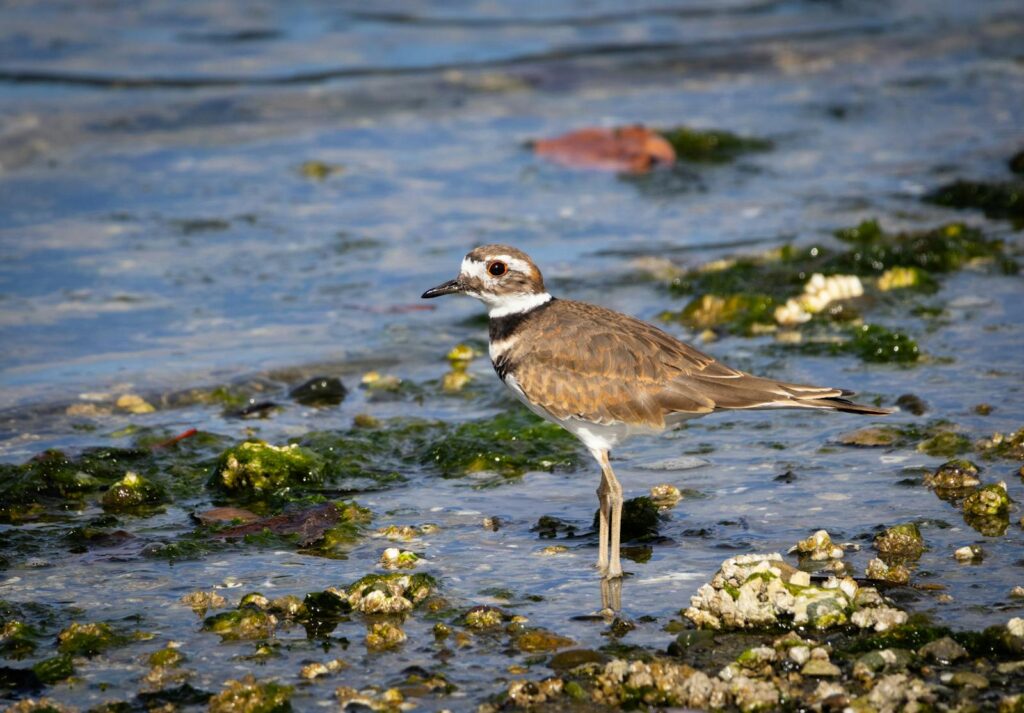 A Killdeer bird wading along rocky shoreline in a coastal habitat.