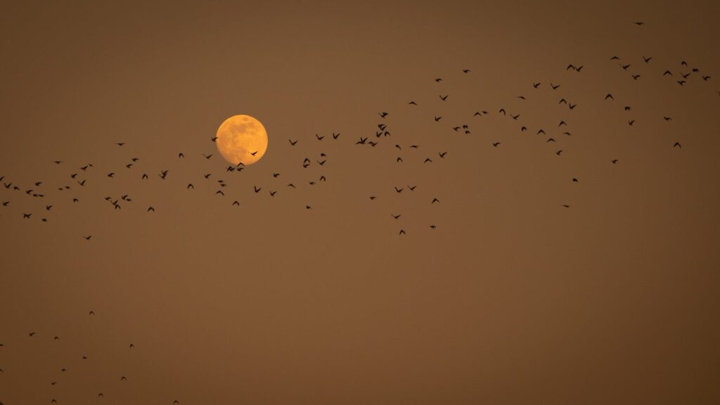 A flock of birds flying in silhouette against a full moon.