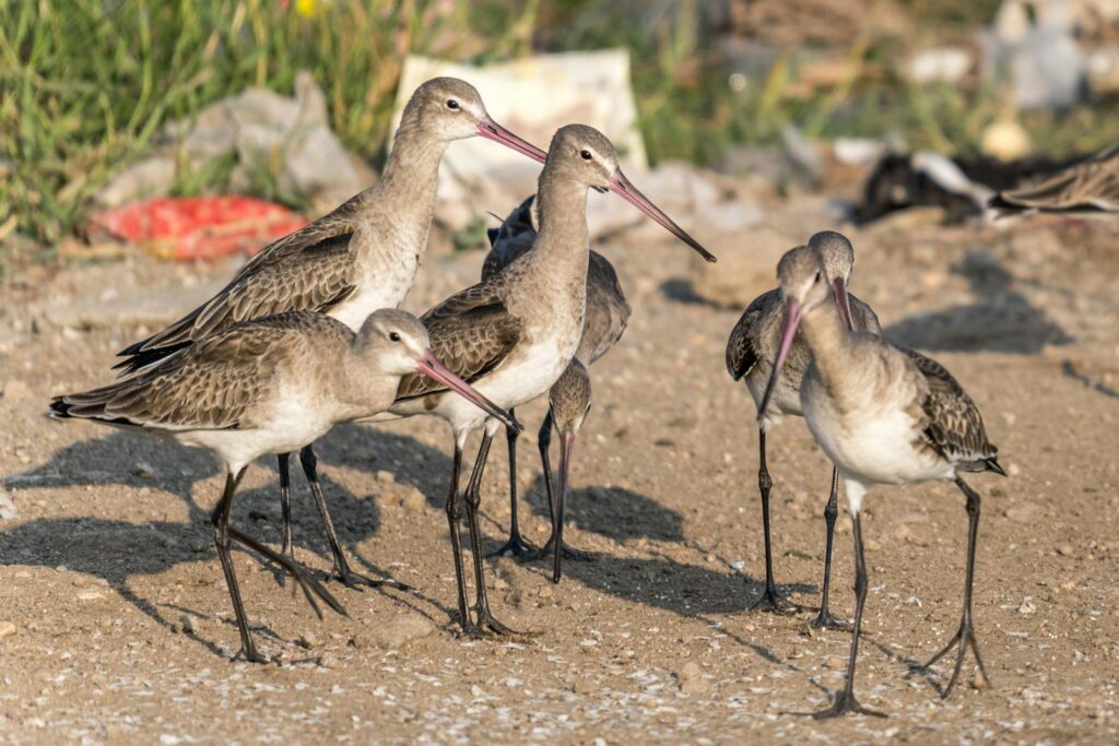 Group of Black-tailed Godwits standing on sandy ground in a natural environment.