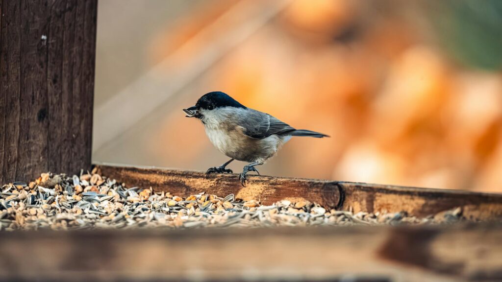 A willow tit bird eats seeds on a rustic wooden bird feeder during autumn.