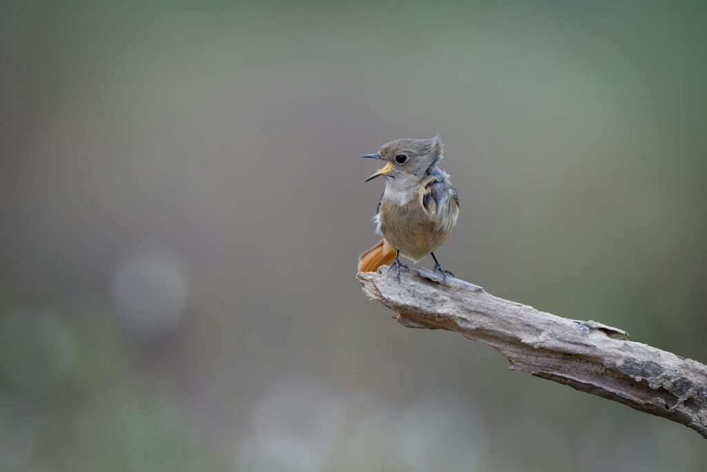 A small bird singing on a tree branch outdoors with a blurred natural background.