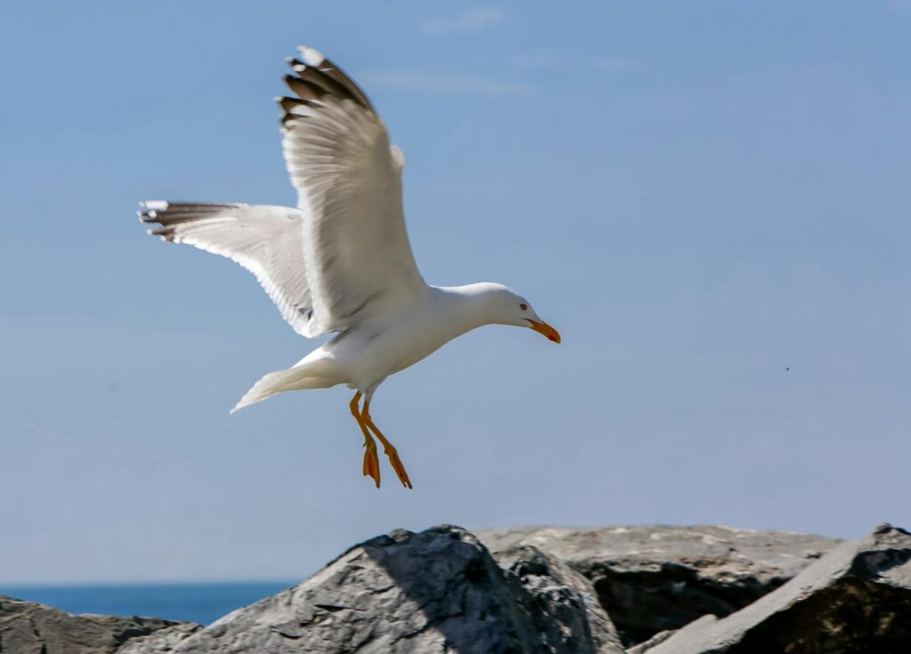 Majestic seagull gliding over rocky coastline.