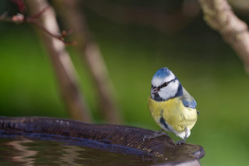 Close-up of a blue tit on a bird bath with green background outdoors.