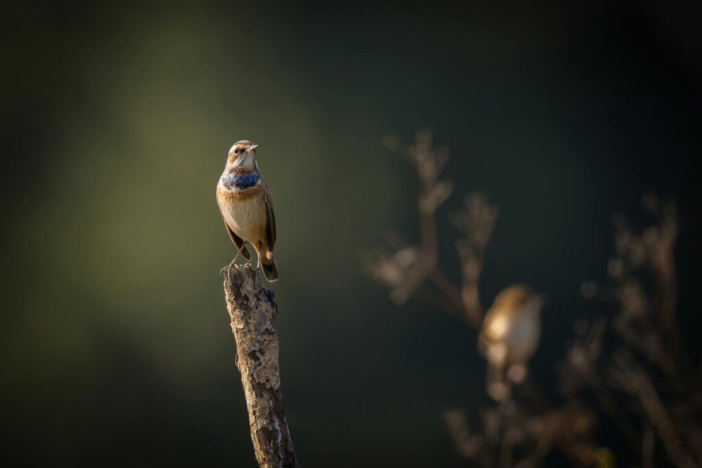 Close-up of a Bluethroat bird on a branch against a blurred nature background.