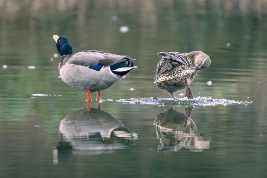 Two mallard ducks standing in calm water with reflections. Serene nature scene.
