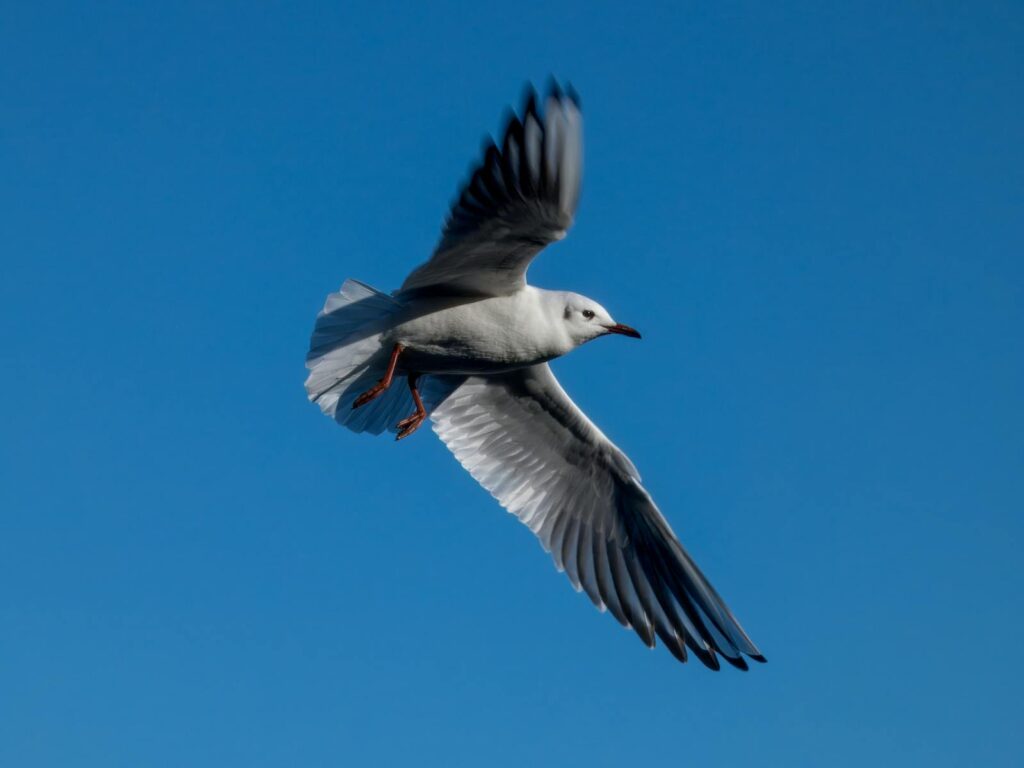 A seagull gracefully soars in the bright blue sky, showcasing its wingspan.