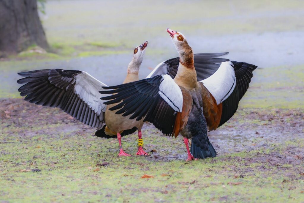 Pair of Egyptian geese spreading wings in vibrant springtime meadow.