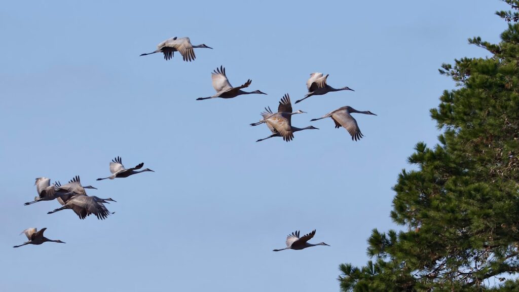 A flock of Sandhill Cranes soaring above Decatur, Alabama against a clear blue sky.