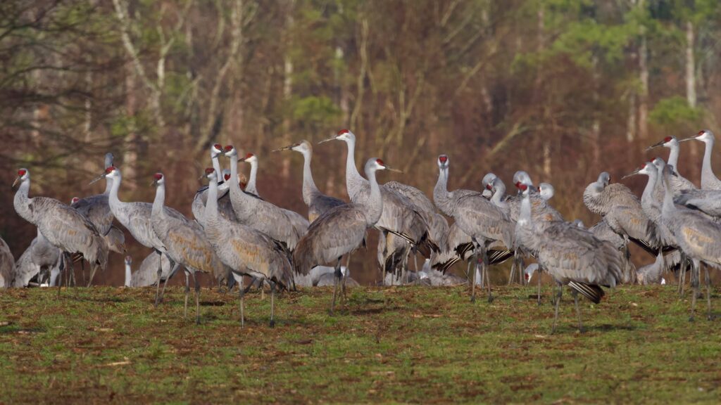 A flock of Sandhill Cranes congregates in a natural wooded area.