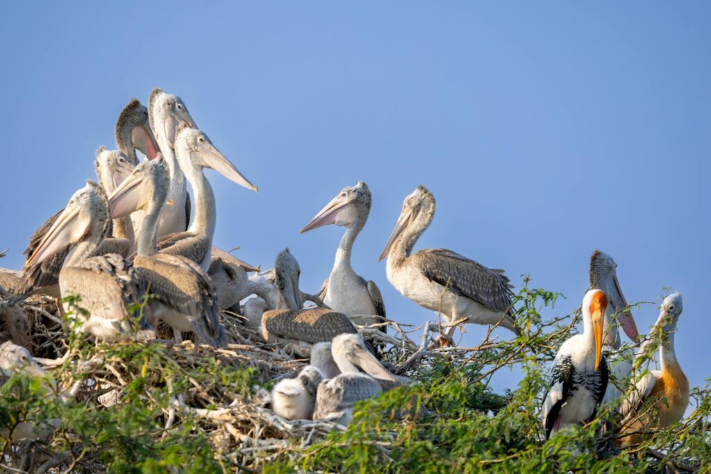 A group of Spot-billed Pelicans and their young are in a treetop nest.